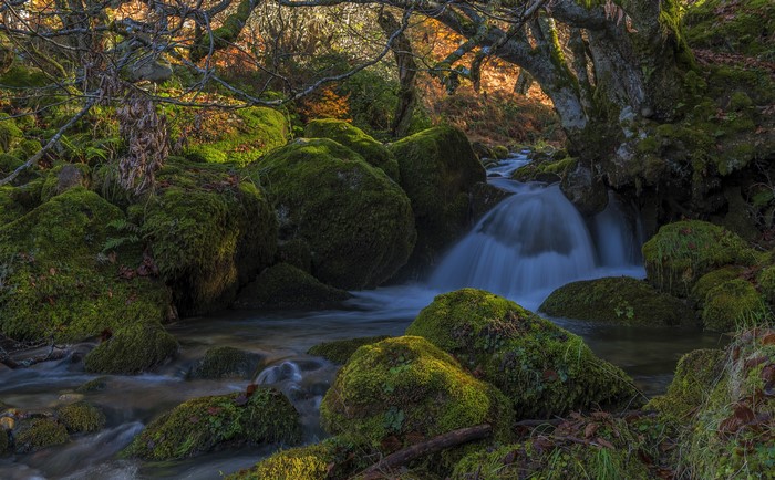 Mossy rocks and waterfall in a forest