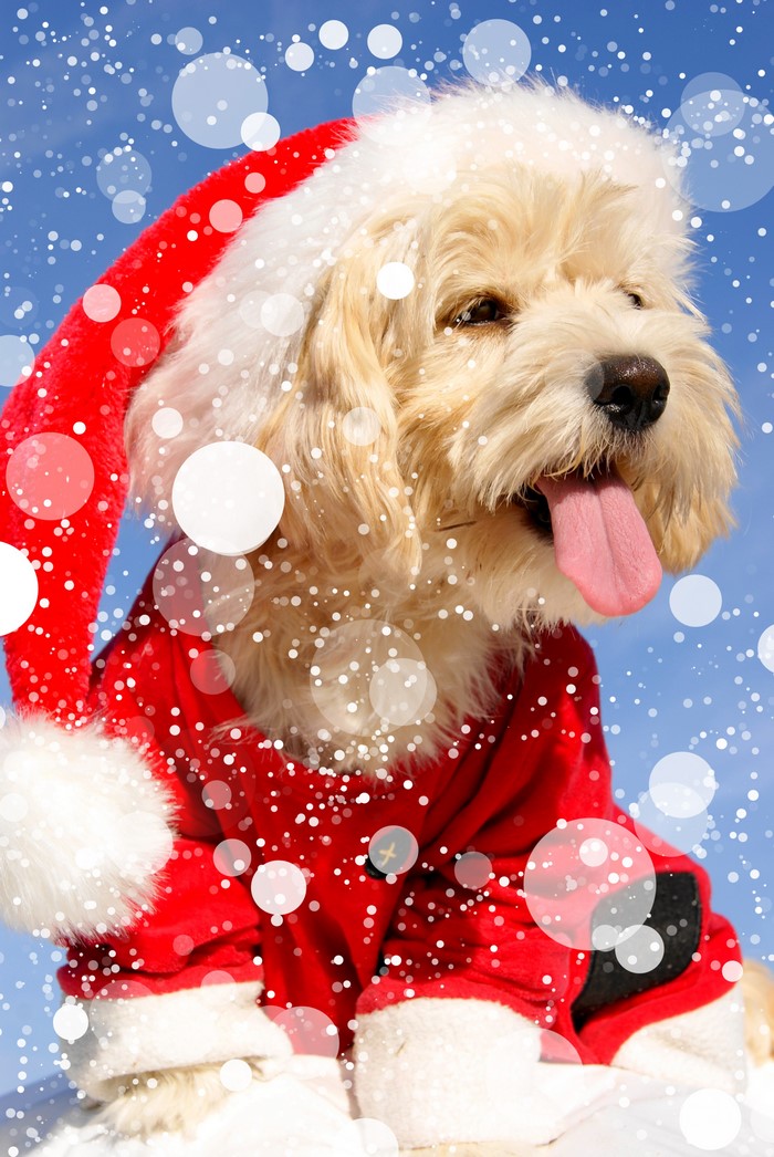 Dog in Santa Hat and Costume with Snowflakes