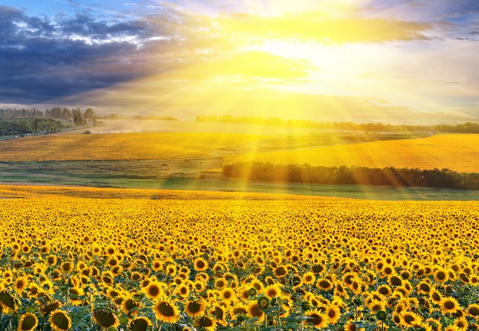 Field of sunflowers under the sun