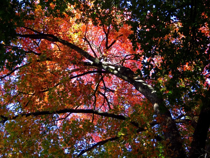 Autumn Foliage and Tree Branches