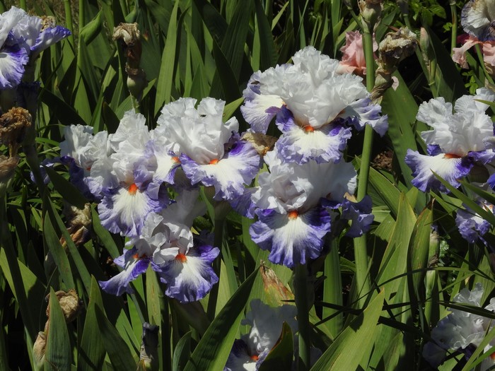 White and purple irises in a garden