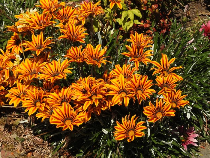 Gazania flowers with orange and yellow stripes