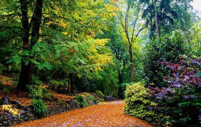 Autumn path in Alfred Nicholas Memorial Gardens, Australia