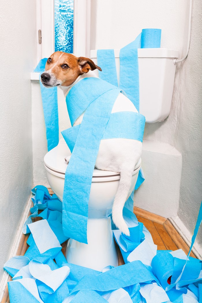 Jack Russell Terrier Covered in Toilet Paper on Toilet