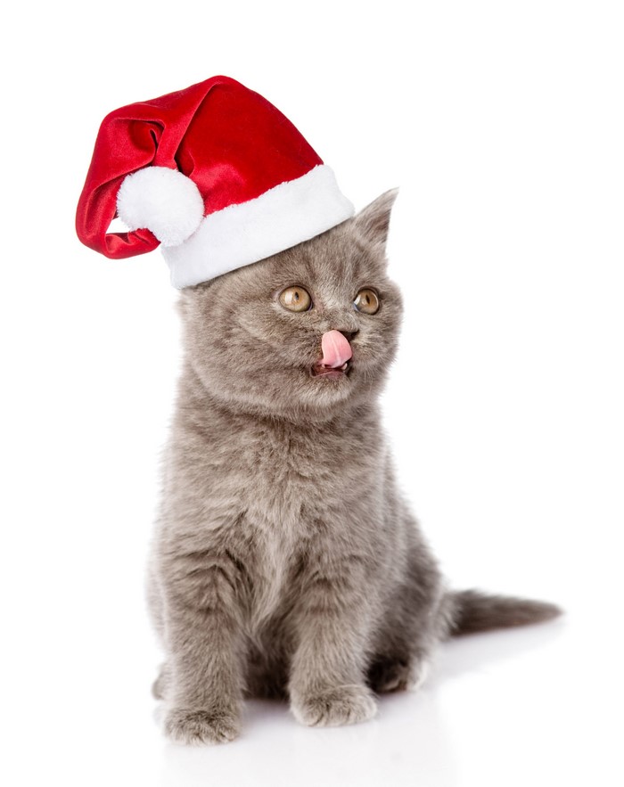 Kitten wearing a Santa hat with tongue out