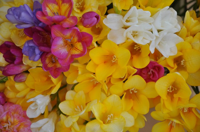 Multicolor Freesia Flowers Close-up