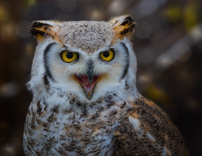 Great Horned Owl with Mouth Open