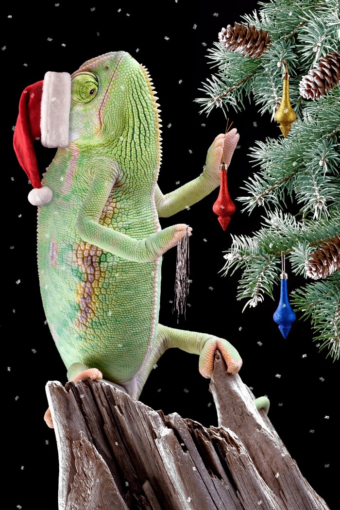Chameleon wearing Santa hat decorating Christmas tree