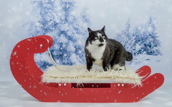 Black and white cat on a red sled with snowy trees