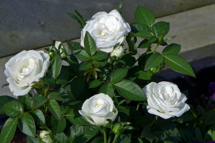 White Roses in Bloom