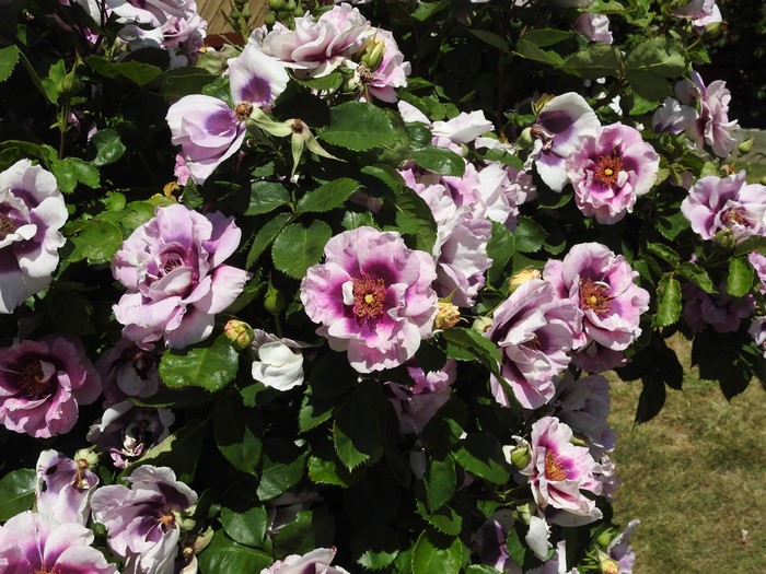 4K Roses Closeup
