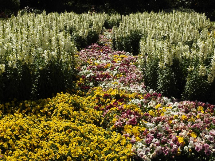 Flower garden with snapdragons and pansies