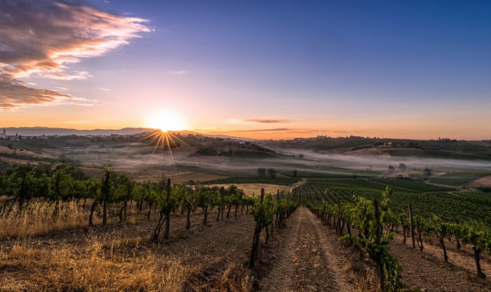Tuscany Vineyard at Sunrise