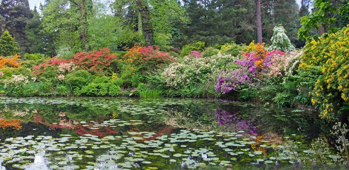Pond with Rhododendrons and Shrubs in a Park