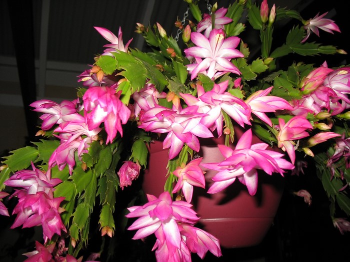 Pink and white Schlumbergera flowers in a pot
