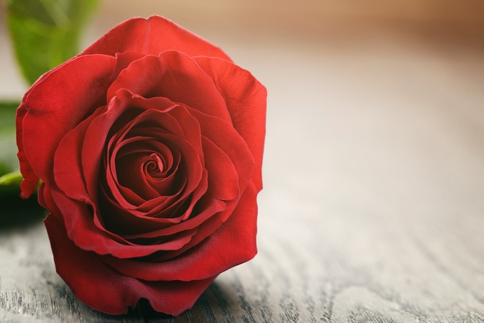 Red Rose Closeup