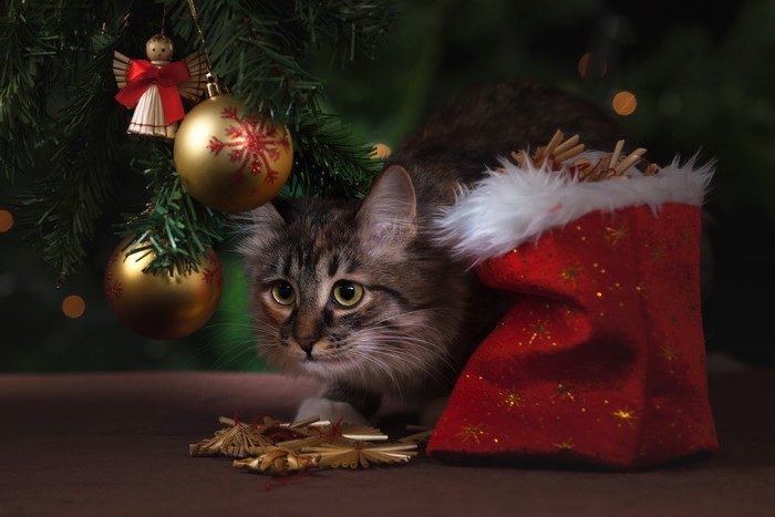 Cat hiding in a Christmas stocking near a tree