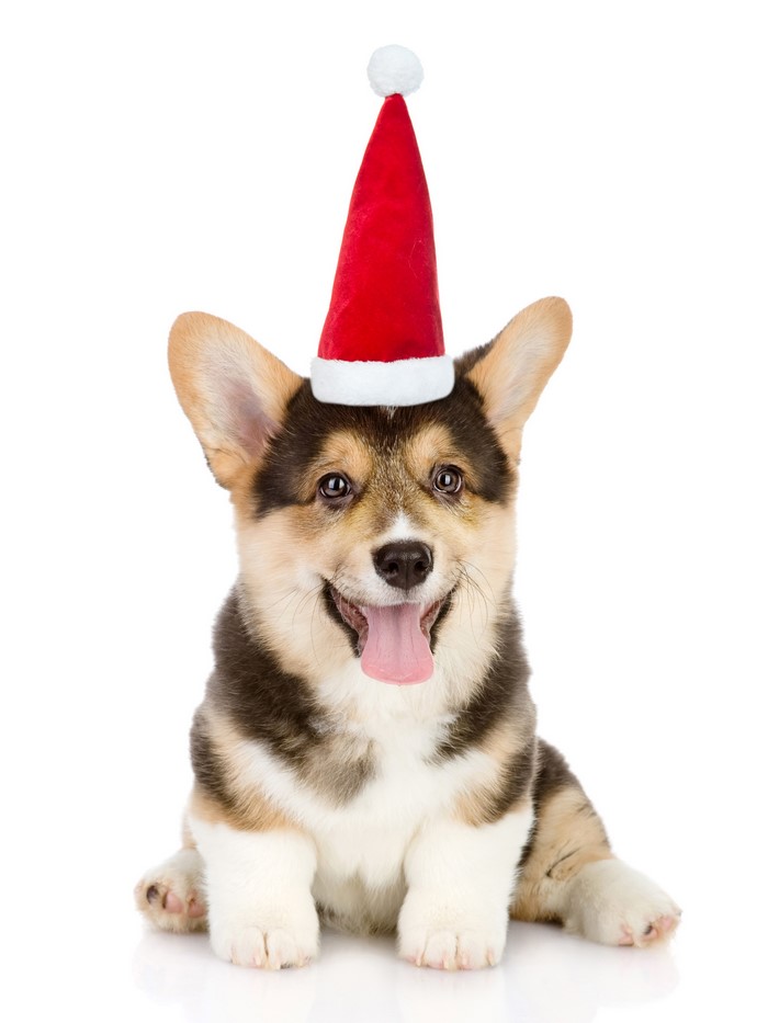 Corgi puppy wearing a Santa hat