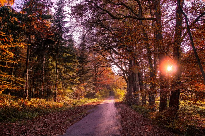 Road through an autumn forest with sunbeams
