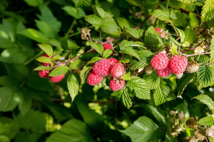 Raspberries on a branch with green leaves