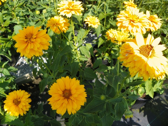 Heliopsis flowers in bloom