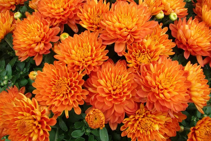 Close-up of vibrant orange chrysanthemums