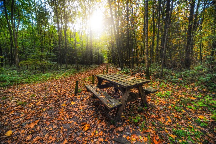 Wooden picnic table in an autumn forest with fallen leaves