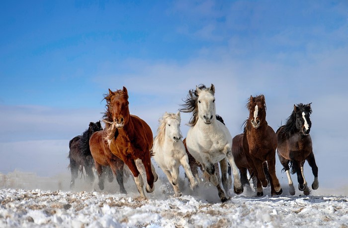 Horses running in the snow