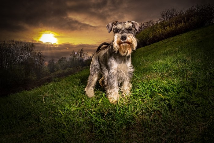 Schnauzer dog on a grassy hill at sunset