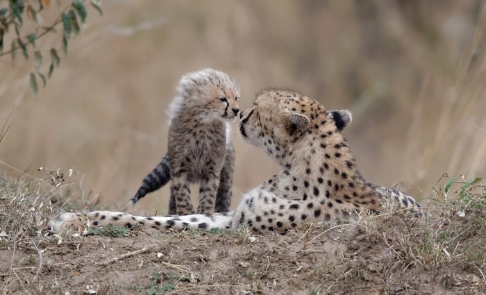 Mother cheetah and cub nuzzle