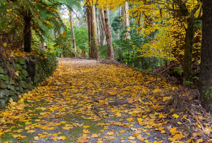 Autumn path with fallen leaves at Alfred Nicholas Memorial Gardens