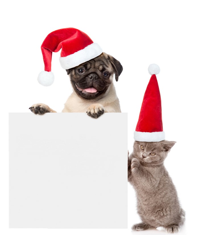 Pug and Kitten wearing Santa hats with blank sign