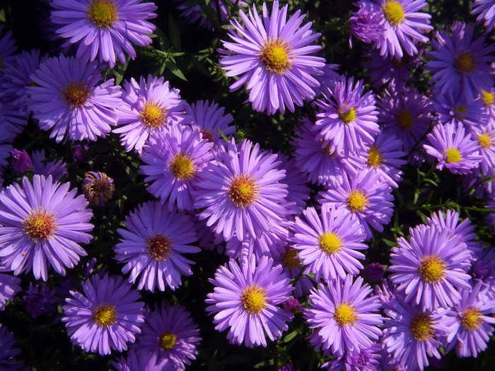 Purple Asters in Bloom