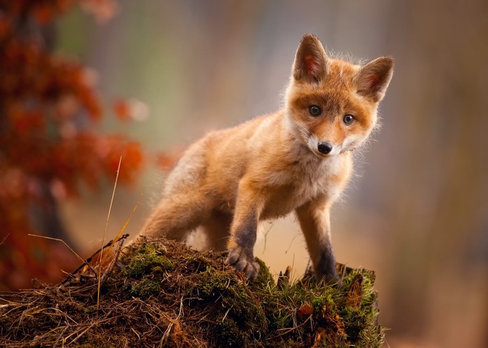 A cute fox cub standing on mossy ground
