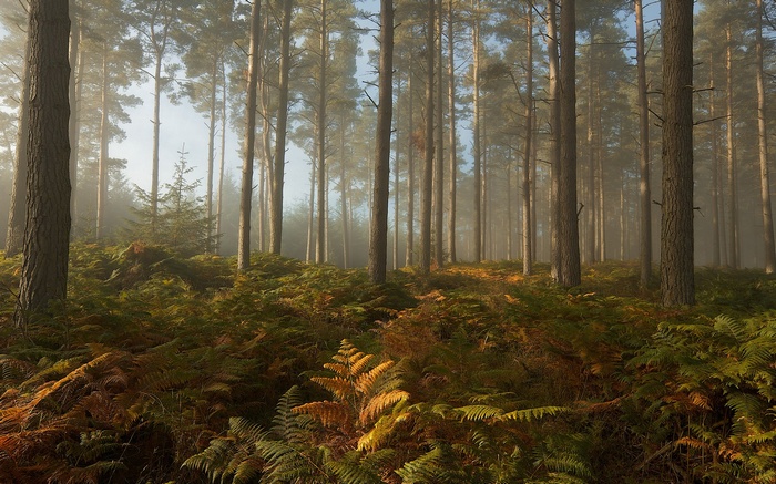 Misty forest with tall pine trees and ferns