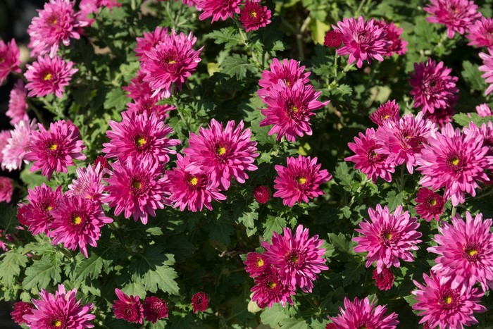 Pink Chrysanthemums in Bloom