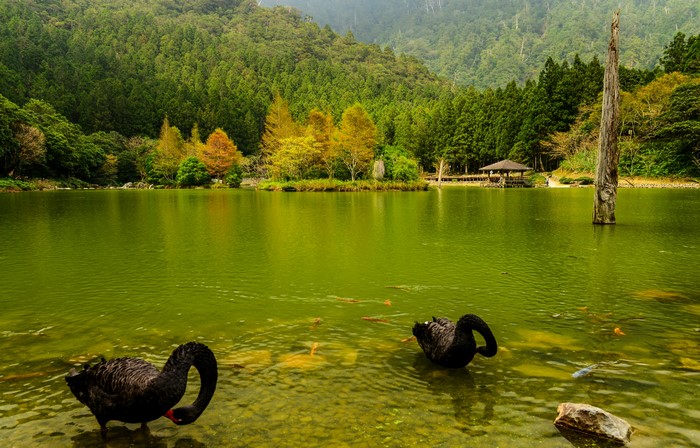 Two black swans in a lake with a forest background