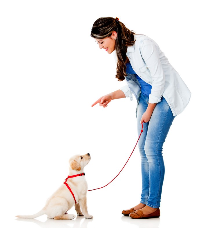Woman training a Labrador puppy on a white background