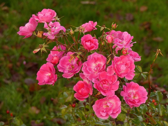 Pink roses in bloom with green foliage