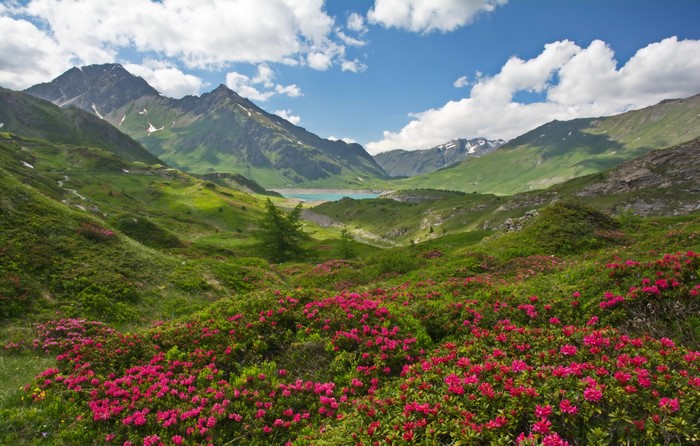Savoie France Mountains with Rhododendron Flowers and Lake