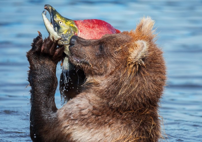 Brown bear catching a salmon in water
