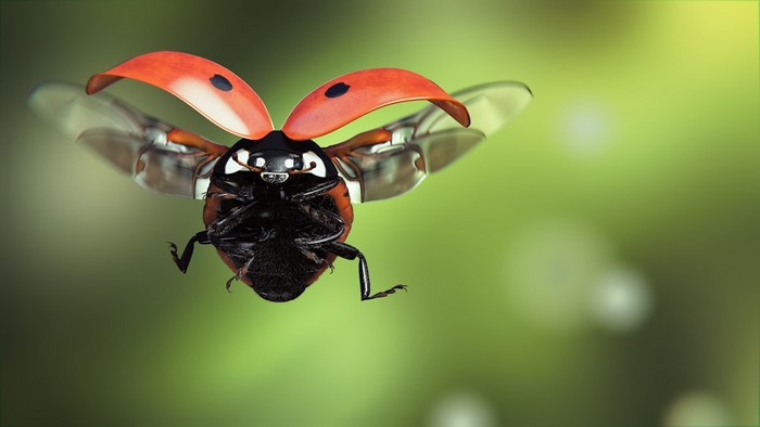 Ladybug in flight with wings spread