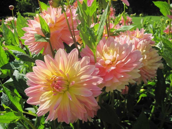 Pink and yellow dahlias in a garden