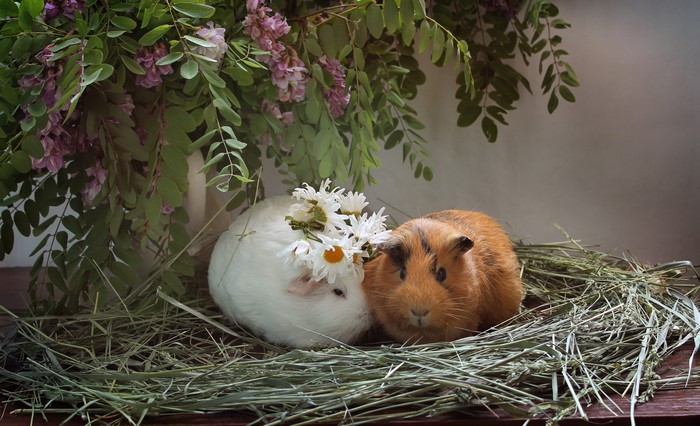 Two guinea pigs with flowers and hay