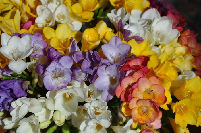 A colorful bouquet of Freesia flowers