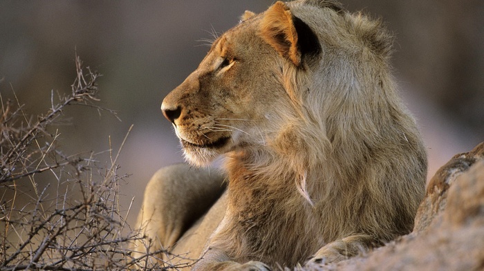 Lion resting in dry brush