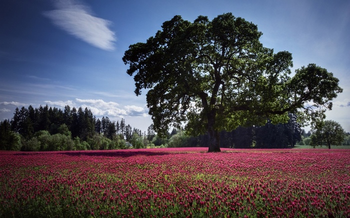 Large oak tree in a field of red flowers