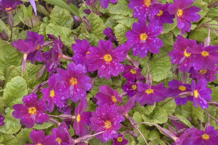 Purple Primula flowers with water drops