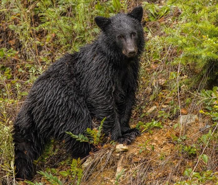 Wet black bear cub sitting in foliage