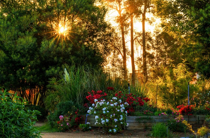 Garden with sun rays in Algarrobo, Chile